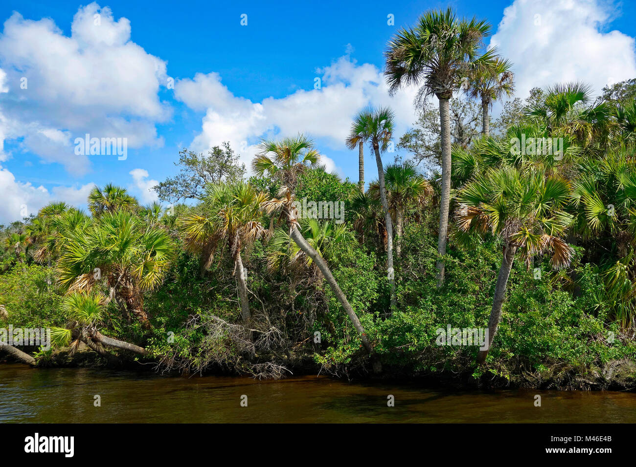 La Wild Myakka River, Southwest Florida, Stati Uniti d'America Foto Stock
