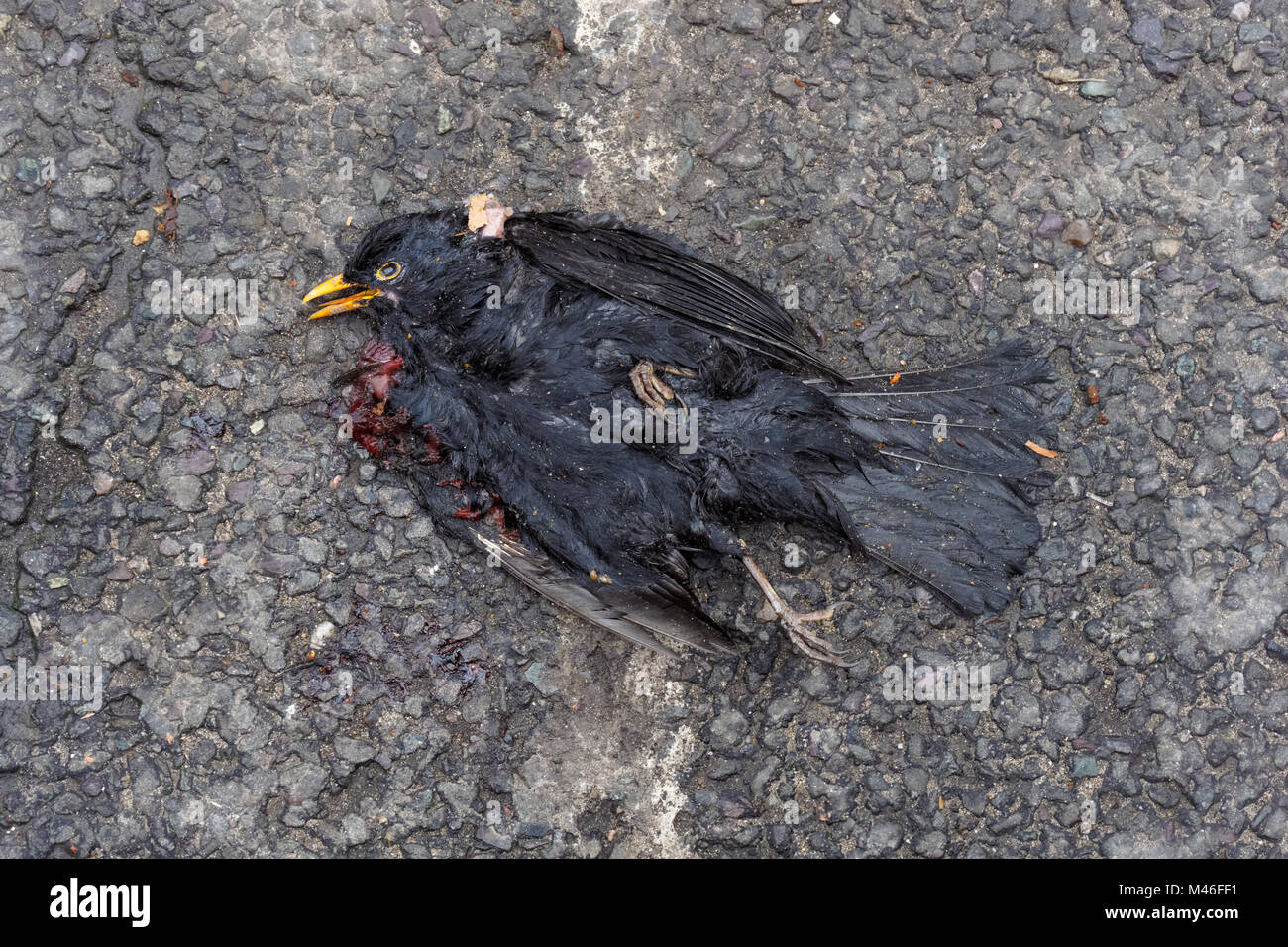 Morto merlo comune su un Street, Londra England Regno Unito Regno Unito Foto Stock