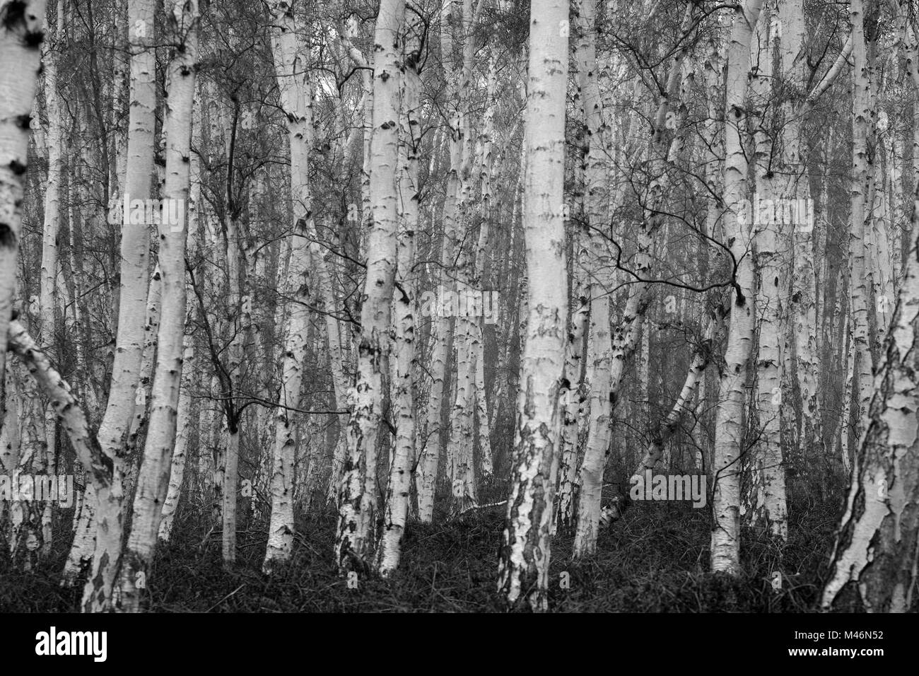 Autunno argento di betulle a Holme Fen, Cambridgeshire, England, Regno Unito Foto Stock