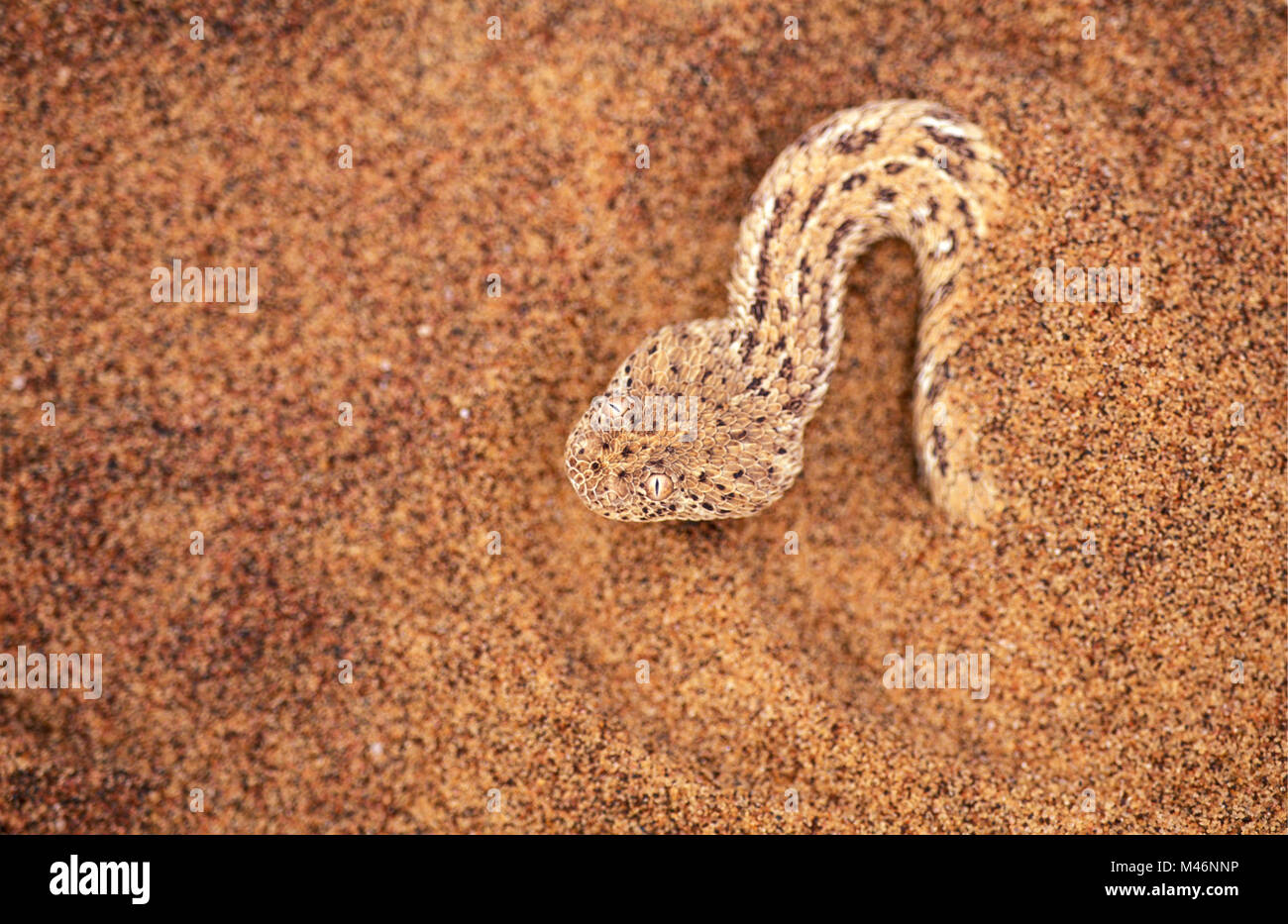 La Namibia. Deserto del Namib. Sossusvlei. Le dune di sabbia. Peringuey sommatore (sidewinder) (bitis peringueyi). Snake. Foto Stock