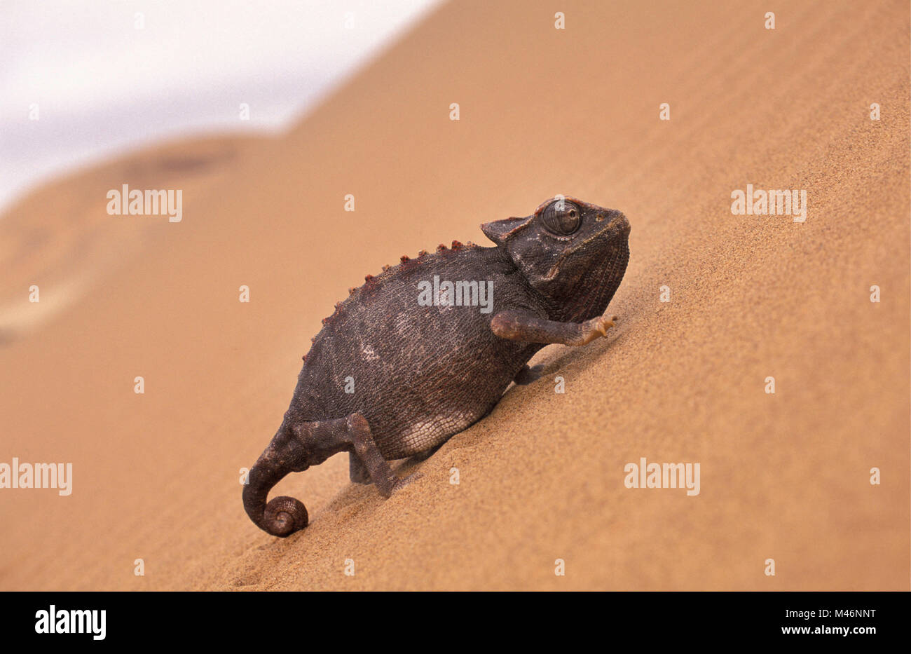 La Namibia. Deserto del Namib. Sossusvlei. Le dune di sabbia. Namaqua chameleon (chamaeleo namaquensis). Foto Stock