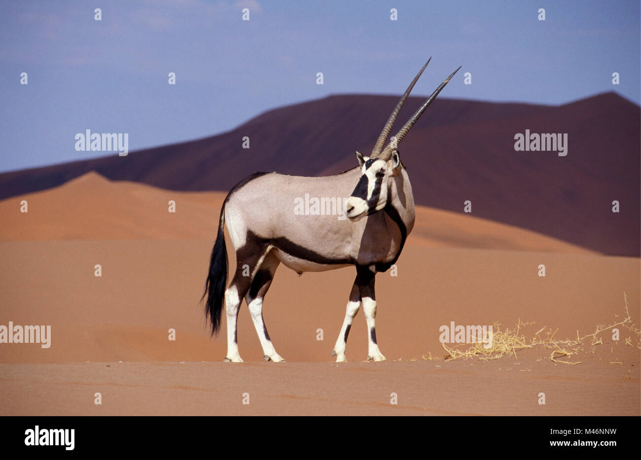 La Namibia. Deserto del Namib. Sossusvlei. Le dune di sabbia. Gemsbok (Oryx gazella). Foto Stock