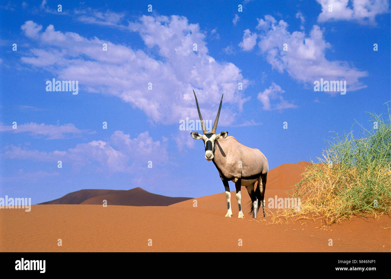 La Namibia. Deserto del Namib. Sossusvlei. Le dune di sabbia. Gemsbok (Oryx gazella). Foto Stock