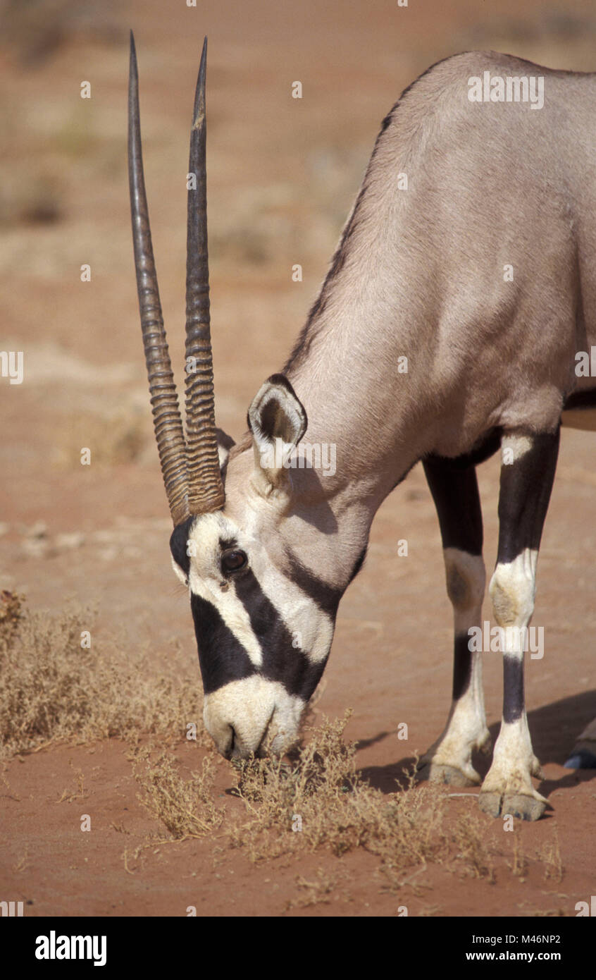La Namibia. Deserto del Namib. Sossusvlei. Le dune di sabbia. Gemsbok (Oryx gazella). Foto Stock