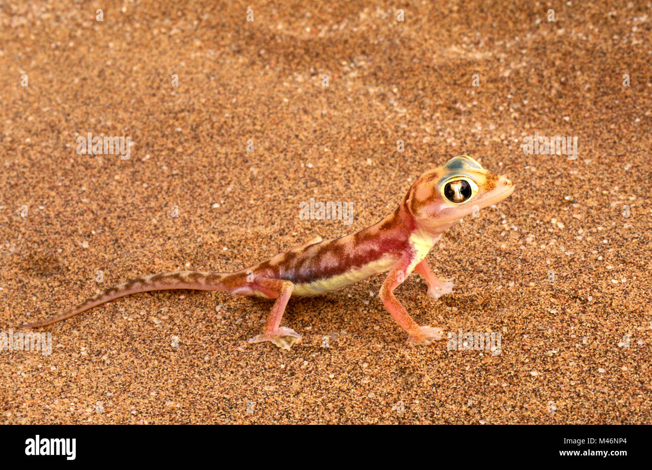 La Namibia. Deserto del Namib. Sossusvlei. Le dune di sabbia. Web-footed gecko (palmatogecko blocchi rangei). Foto Stock