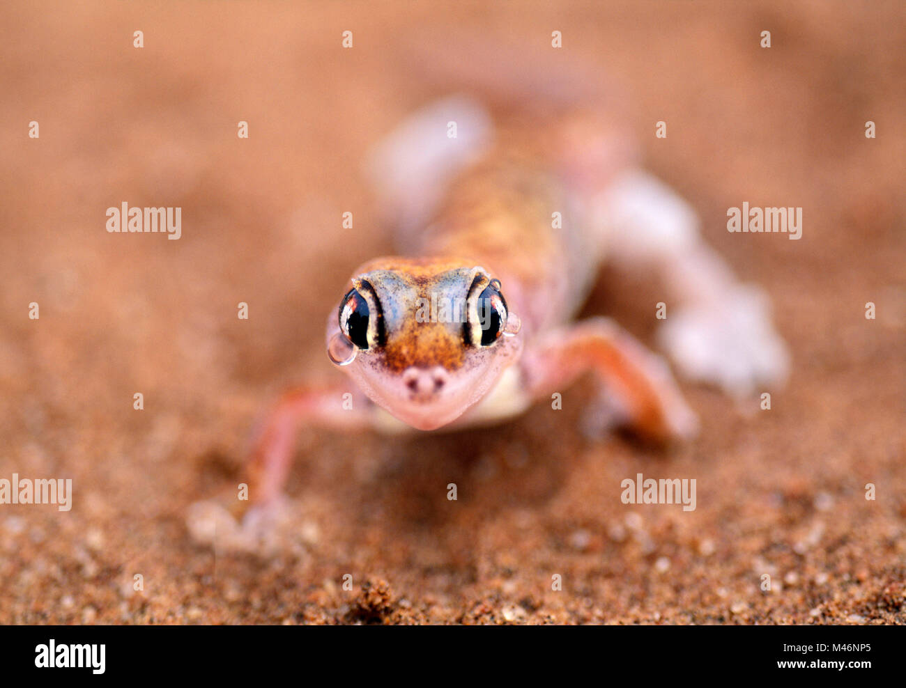 La Namibia. Deserto del Namib. Sossusvlei. Le dune di sabbia. Web-footed gecko (palmatogecko blocchi rangei). Foto Stock
