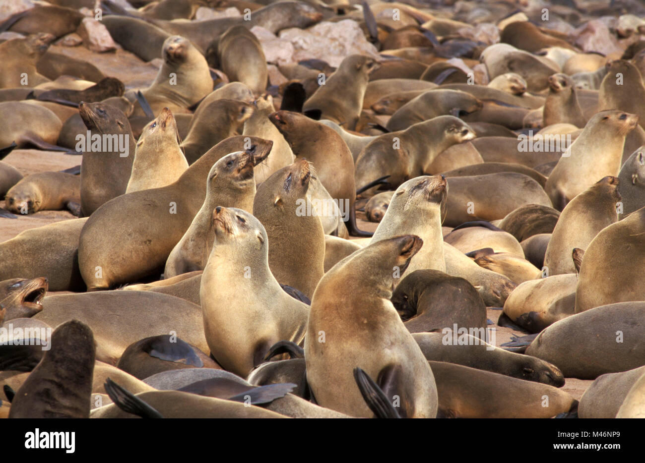 La Namibia. Cape Cross, vicino a Swakopmund. La colonia del capo le foche (Arctocephalus pusillus pusillus). Foto Stock
