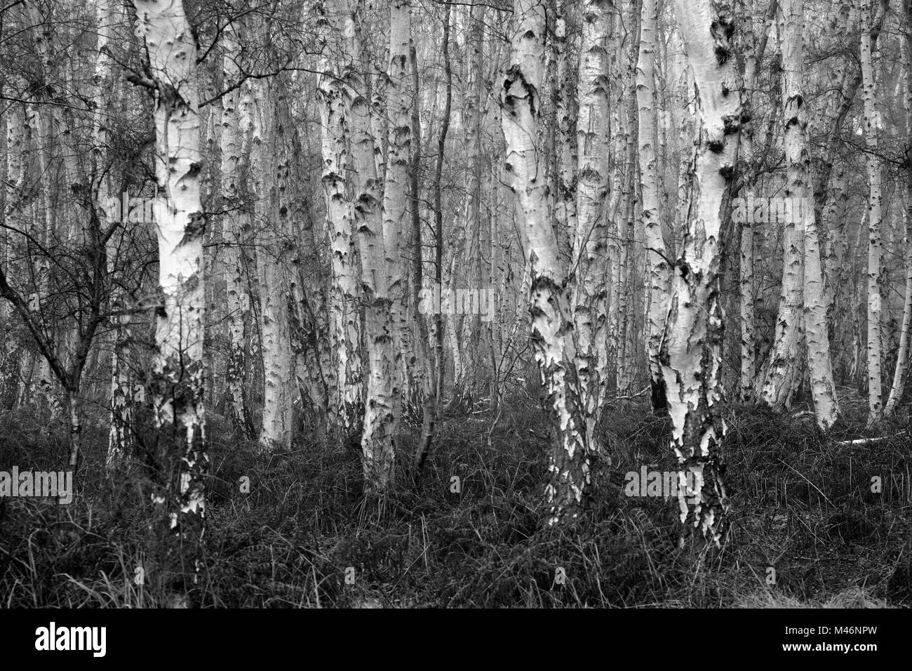 Autunno argento di betulle a Holme Fen, Cambridgeshire, England, Regno Unito Foto Stock