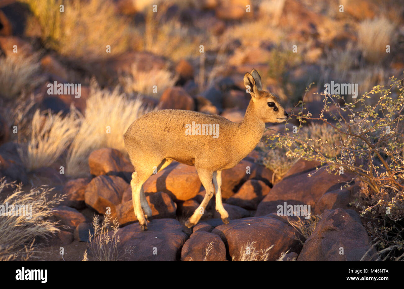 La Namibia. Deserto Kalahari. Vicino a Keetmanshoop. Klipspringer (Oreotragus oreotragus). Foto Stock