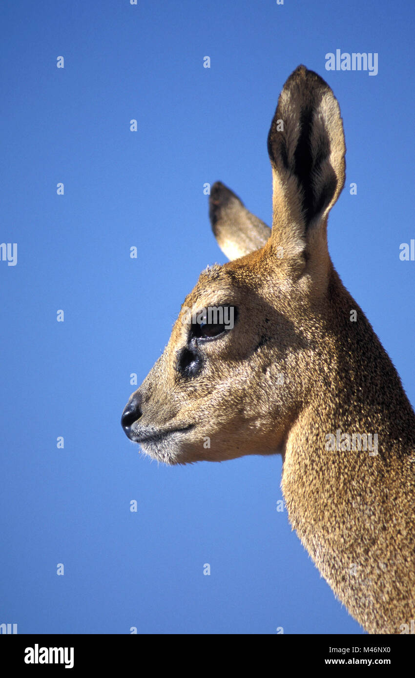 La Namibia. Deserto Kalahari. Vicino a Keetmanshoop. Klipspringer (Oreotragus oreotragus). Foto Stock