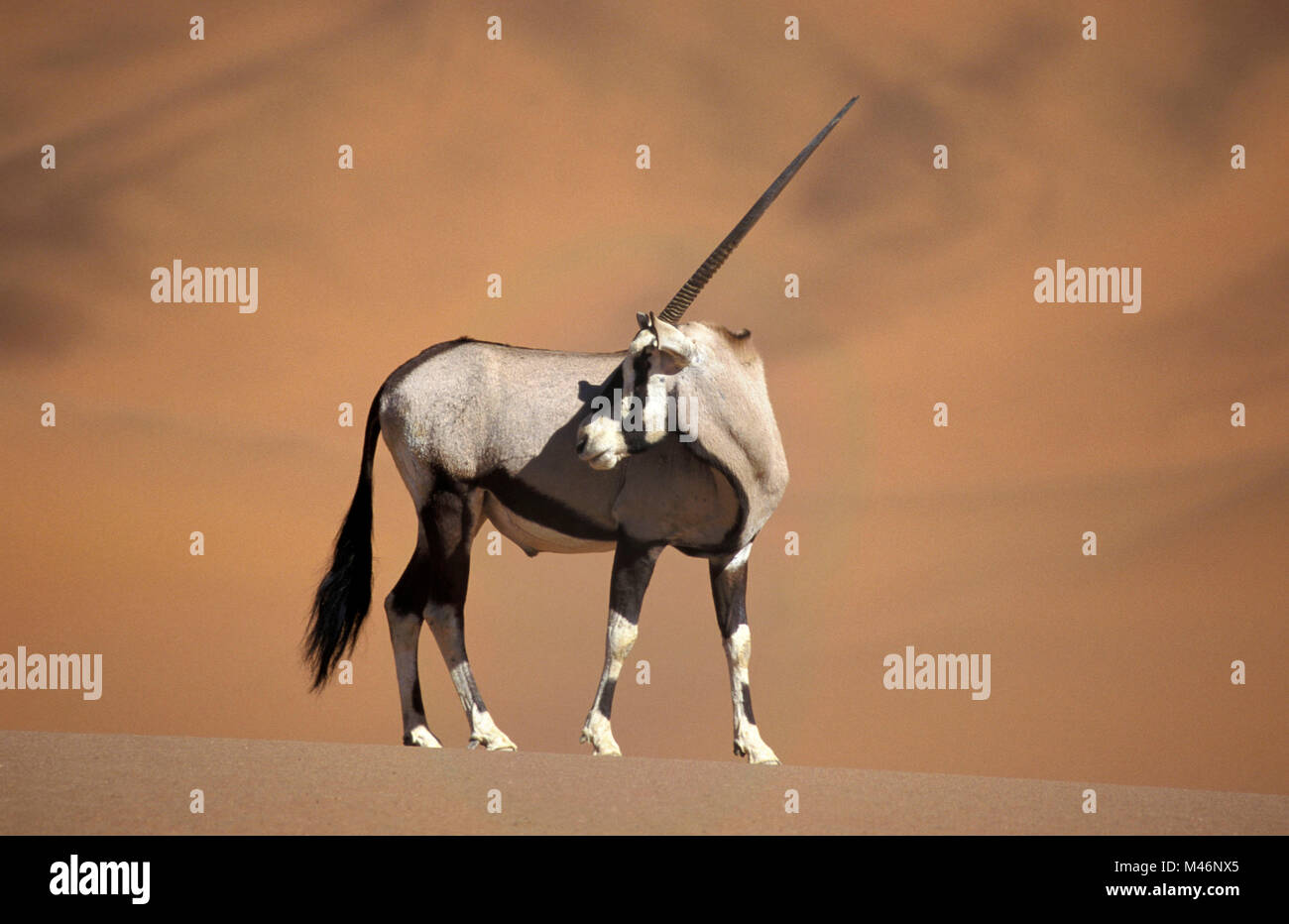 La Namibia. Deserto del Namib. Sossusvlei. Le dune di sabbia. Gemsbok (Oryx gazella). Foto Stock