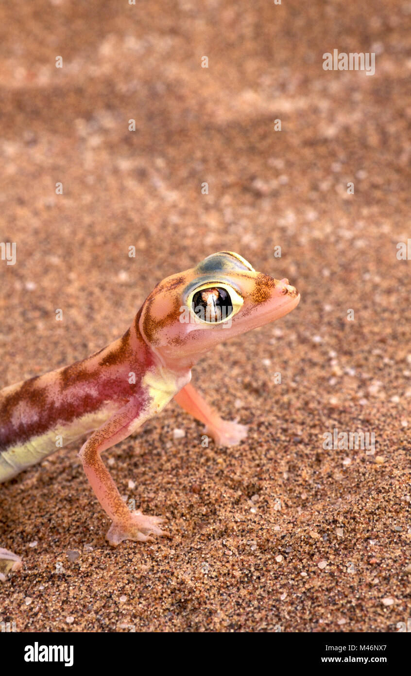 La Namibia. Deserto del Namib. Sossusvlei. Le dune di sabbia. Web-footed gecko (palmatogecko blocchi rangei). Foto Stock