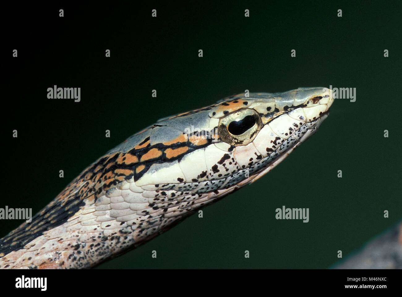La Namibia. Deserto del Namib. Sossusvlei. Vite, ramoscello o uccello serpente. (Thelotornis capensis capensis). Foto Stock