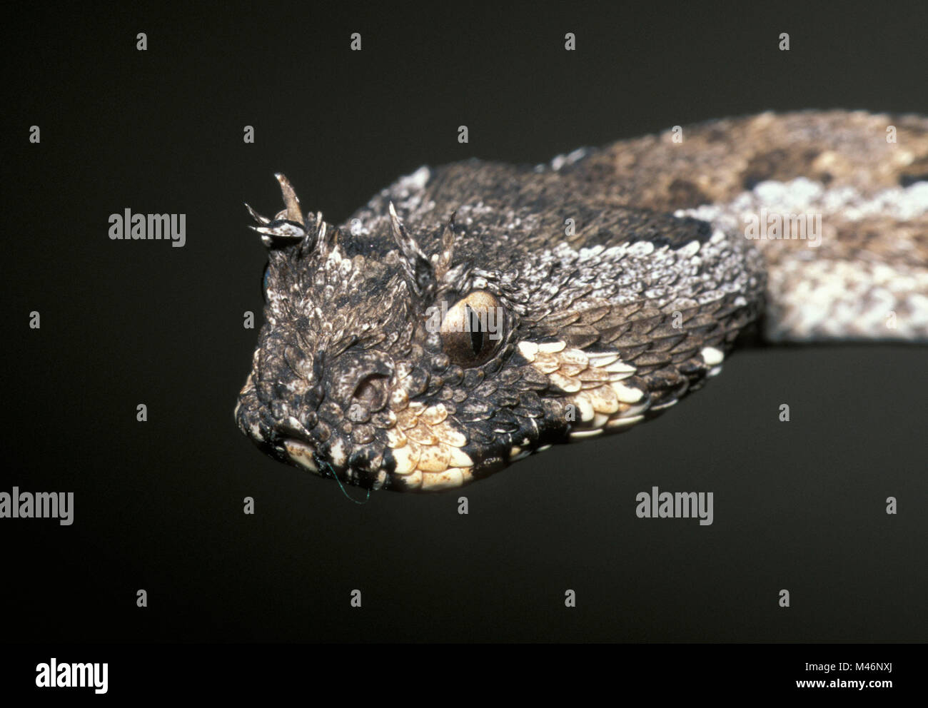 La Namibia. Deserto del Namib. Sossusvlei. Molti-cornuto sommatore (bitis cornuta). Foto Stock