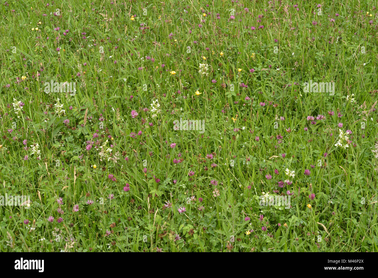 Elan Prato della Valle ward con maggiore Butterfly Orchidee Foto Stock