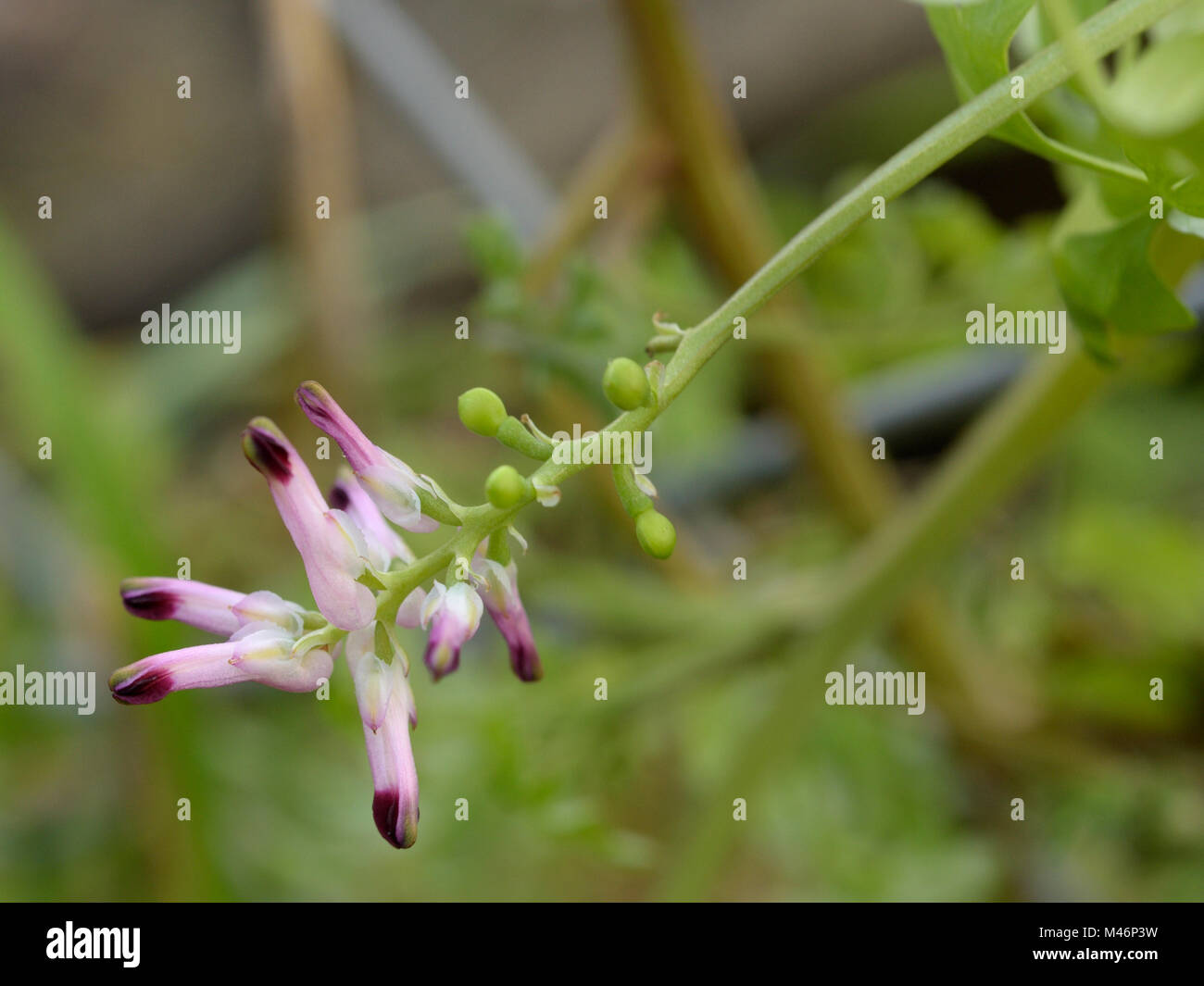 Comune, Fumaria Fumaria officinalis Foto Stock