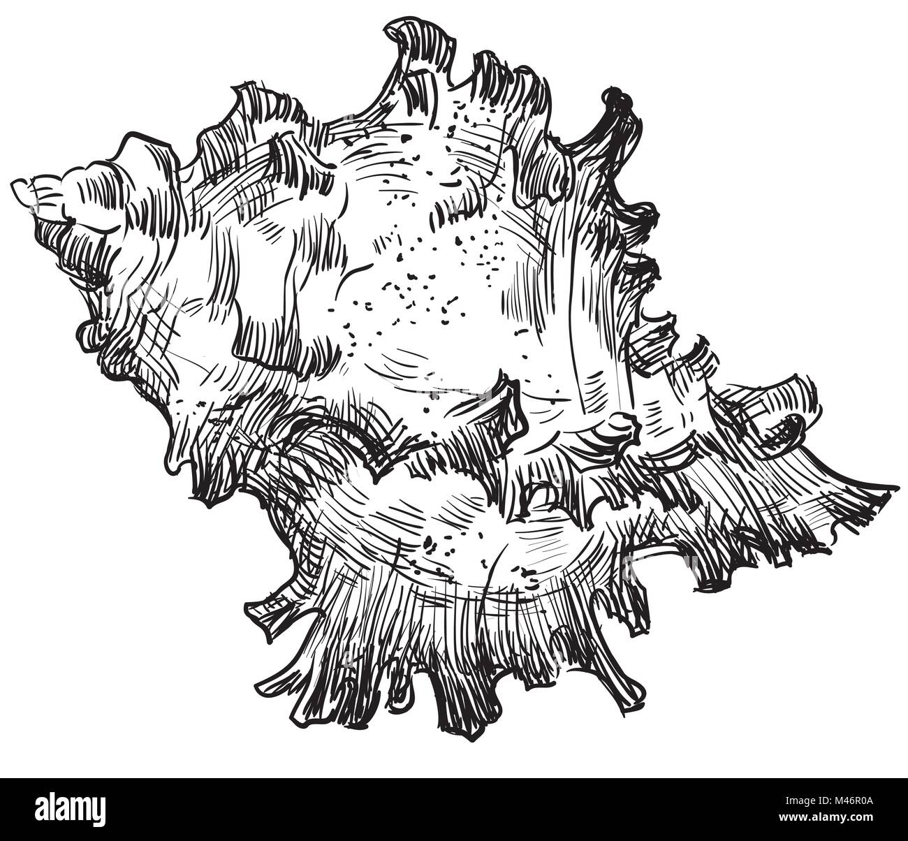 Disegno a mano di conchiglia. Vettore illustrazione monocromatica isolati su sfondo bianco. Illustrazione Vettoriale