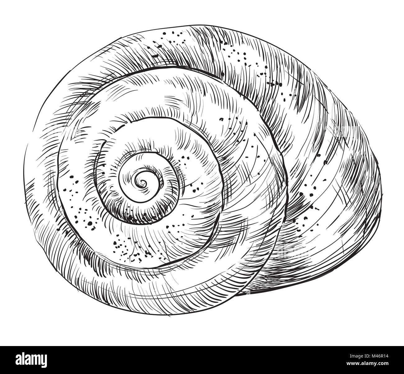 Disegno a mano monocromatico illustrazione vettoriale della conchiglia, conchiglia, forma a spirale in colore nero isolato su sfondo bianco. Illustrazione Vettoriale