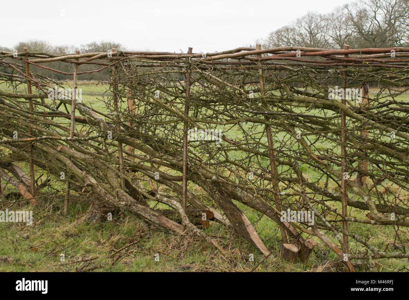 Siepe tradizionale recentemente prevista a Bramshot Agriturismo Country Park vicino a Fleet in Hampshire, Regno Unito Foto Stock