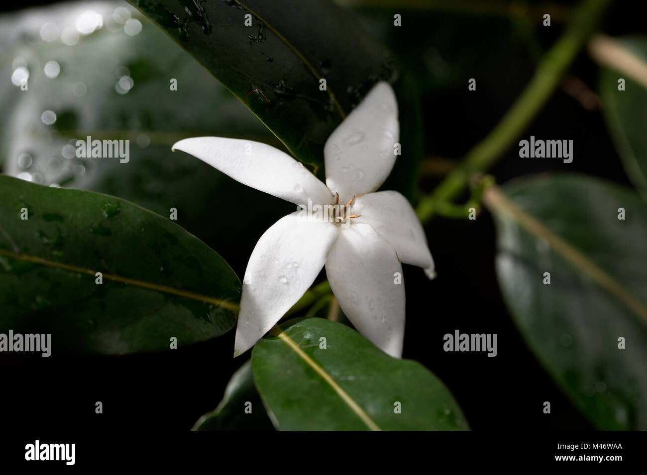 Stella bianca fiore Foto Stock