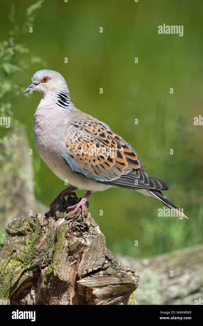 La Tortora (Streptopelia turtur). Norfolk. Regno Unito. Unione elenco rosso 2015. Vulnerabili. Foto Stock