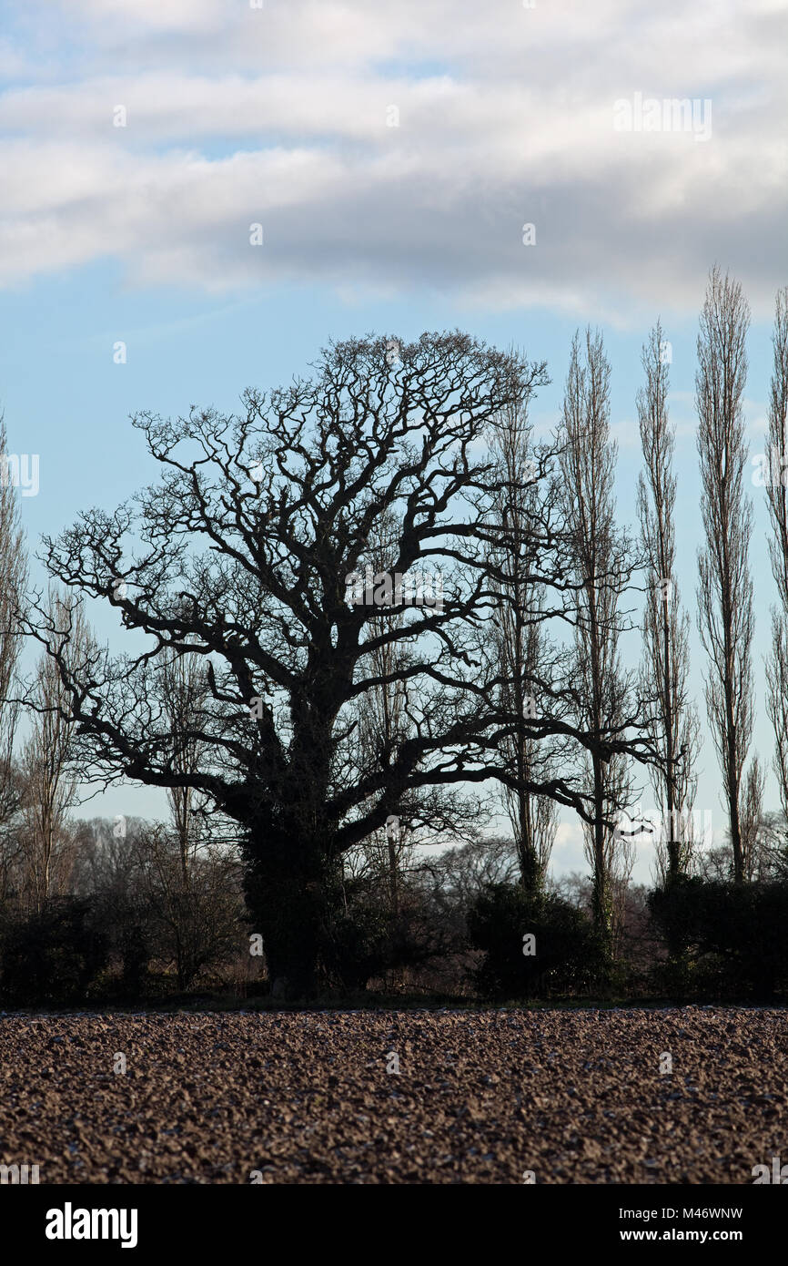 Albero di quercia (Quercus robur) mezzo linea di pioppi cipressini (Populus nigra "Italica"). In silhouette. Forme d'inverno lungo un arginati seminativi bordo campo. Po Foto Stock