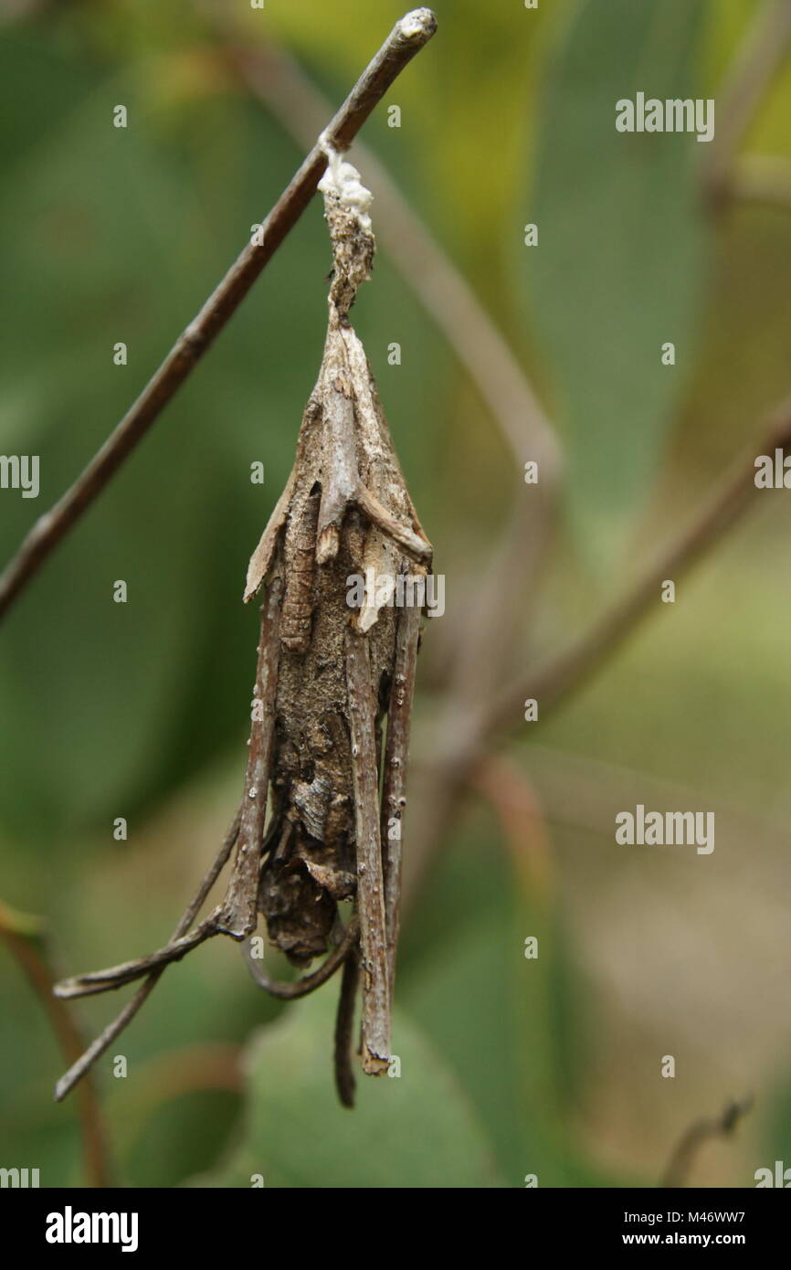 Caso Moth Caccoon appeso a un albero di eucalipto branch Foto Stock