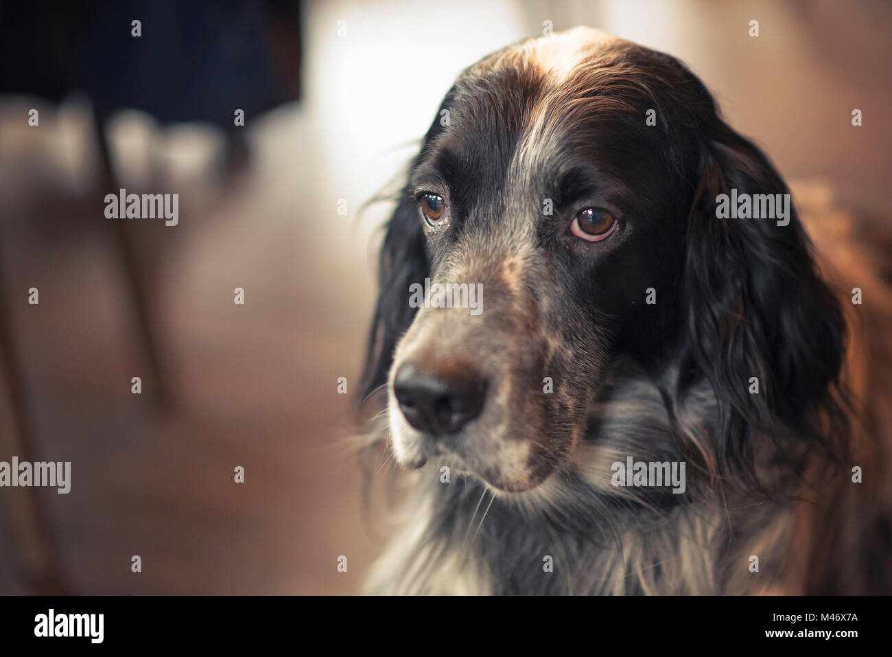 Bellissima setter inglese Foto Stock