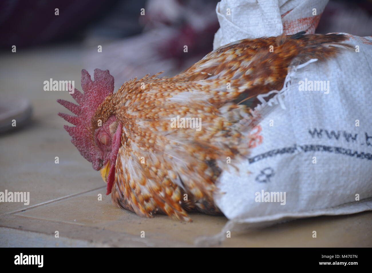 La Rooster si è addormentato sul pavimento Foto Stock