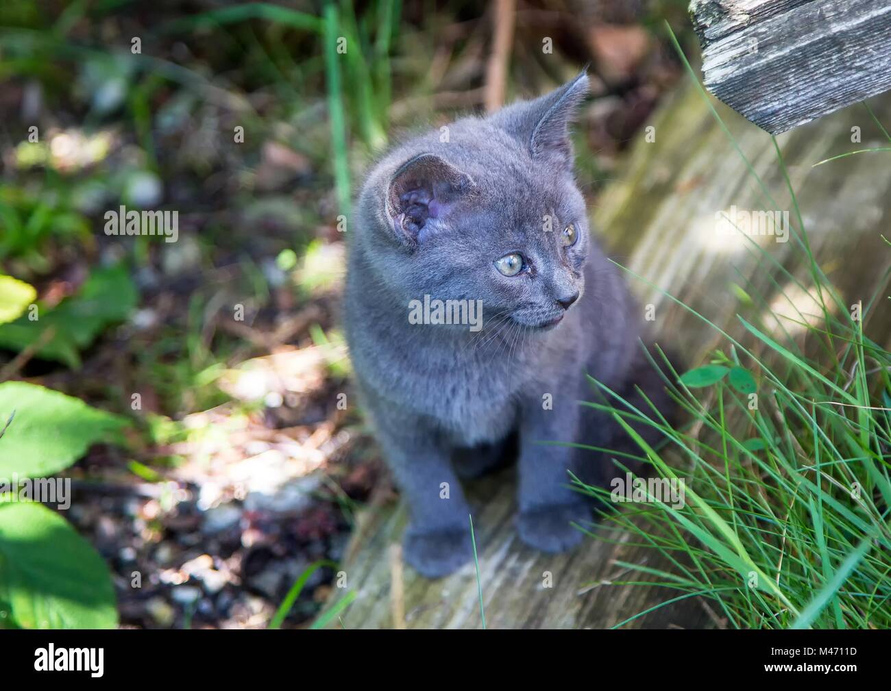 Gatto Selvatico Grigio Immagini Gatto Selvatico Grigio Fotos Stock