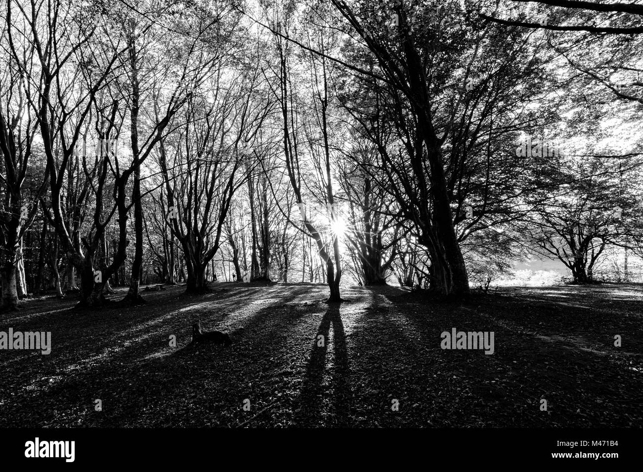 Alberi in Canfaito (Marche) foresta di faggio con bassa sun filtrando attraverso Foto Stock