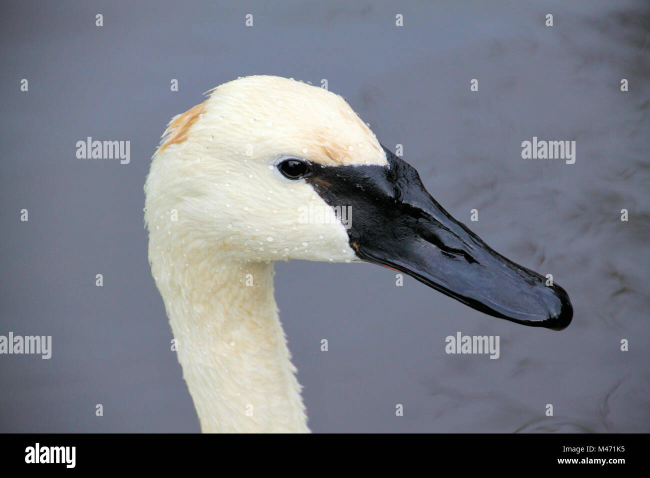 Testa di Trumpeter Swan Foto Stock