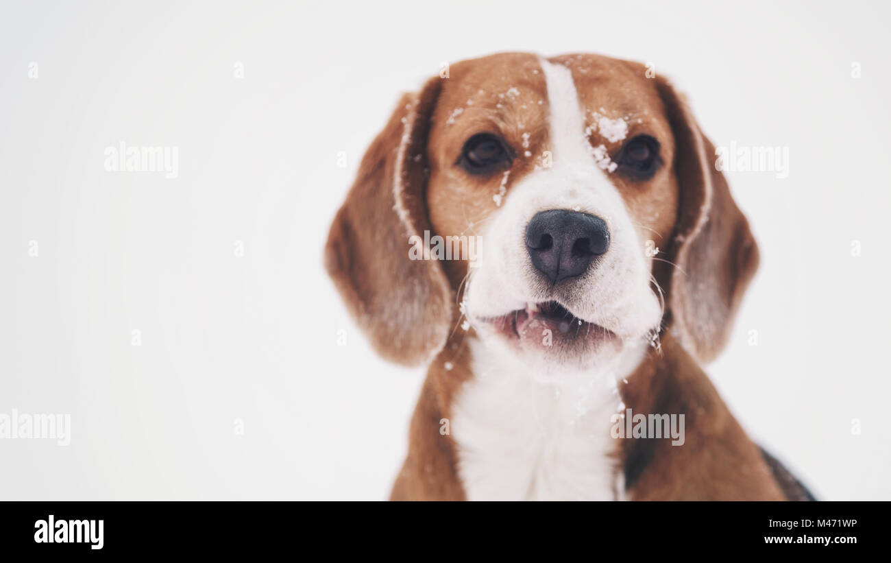 Cane beagle outdoor divertente ritratto in inverno Foto Stock