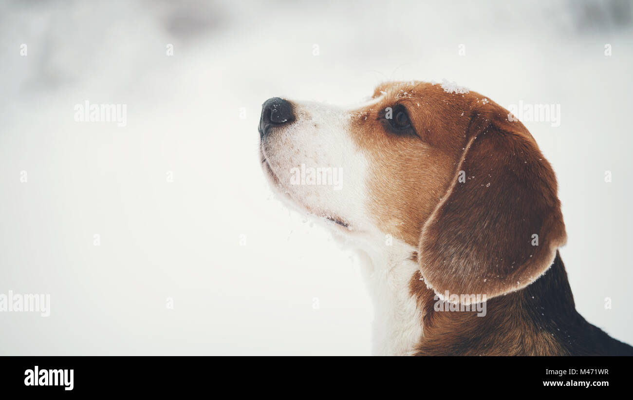 Cane beagle ritratto all'aperto a piedi nella neve Foto Stock