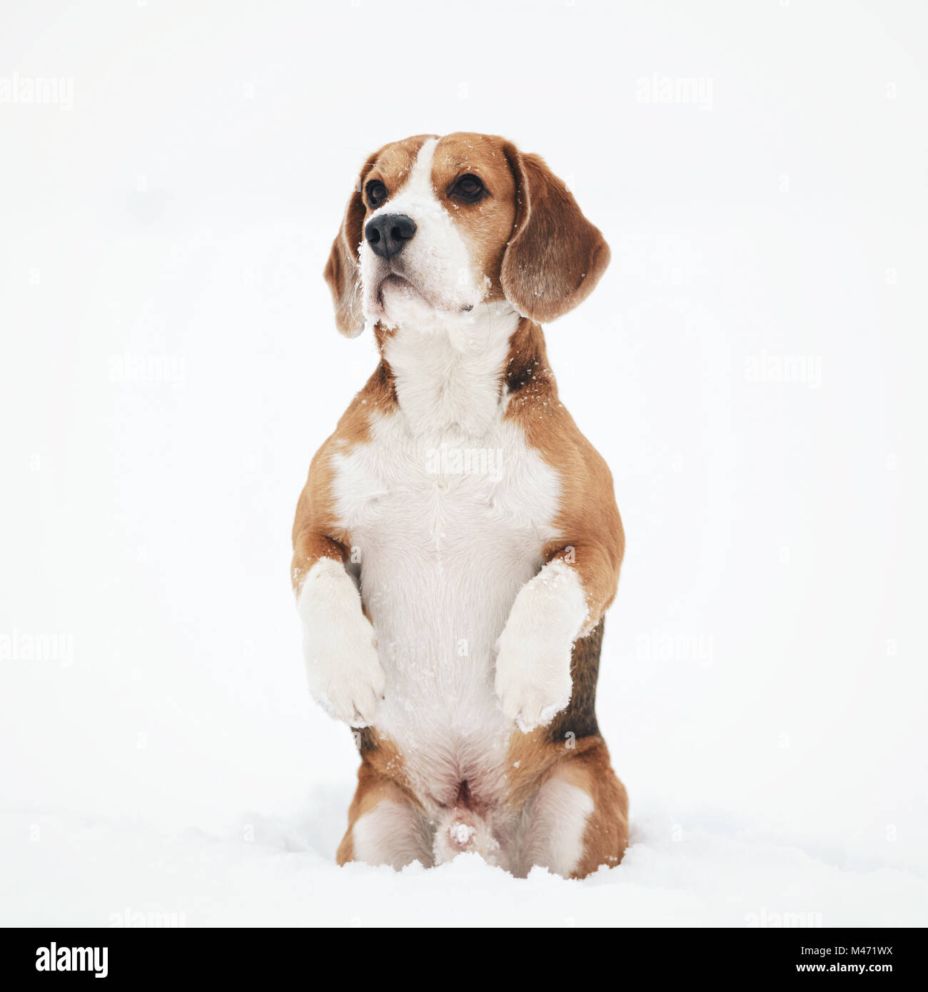 Cane beagle outdoor divertente ritratto in inverno Foto Stock