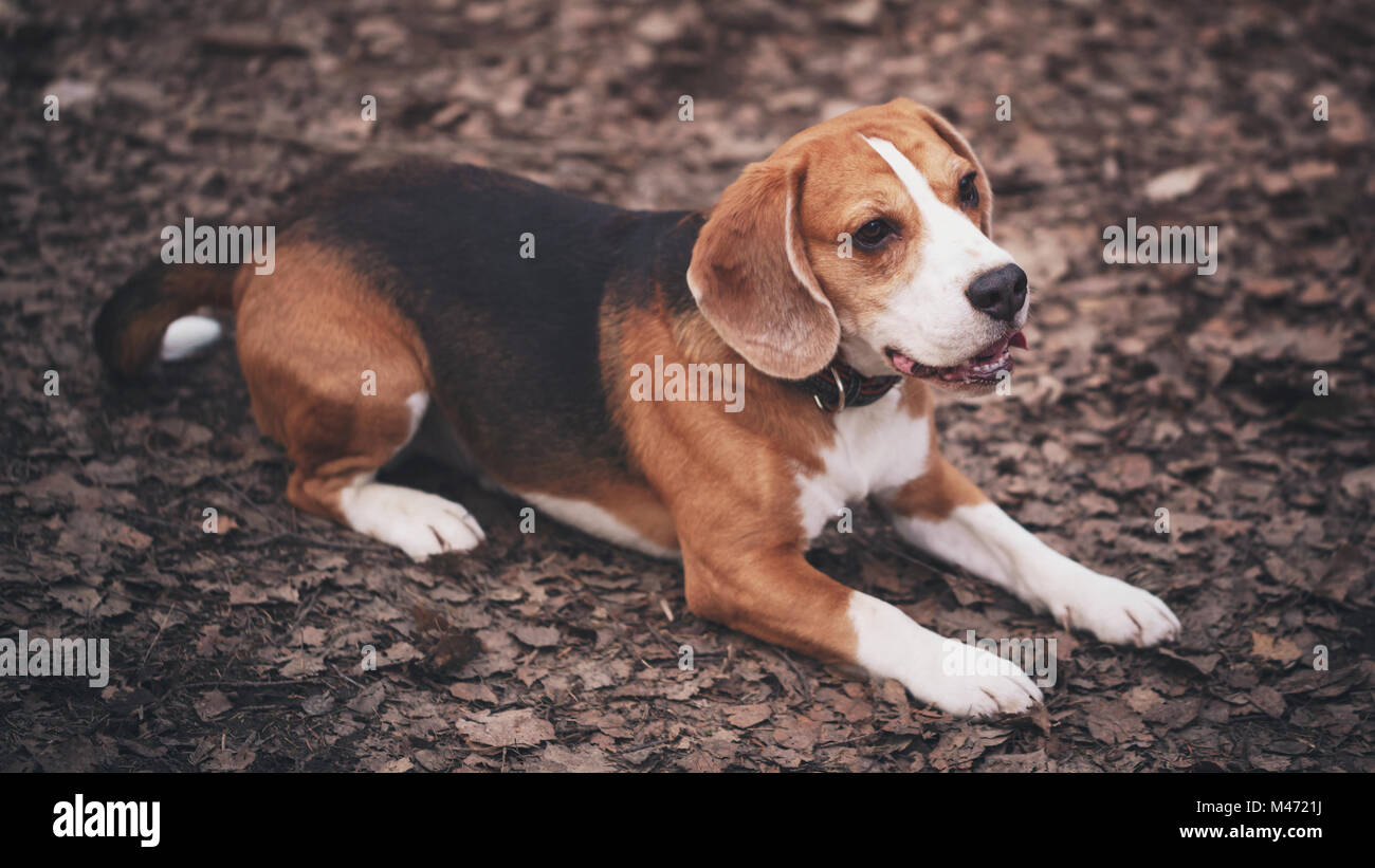 Cane beagle tricolore giacente a terra Foto Stock