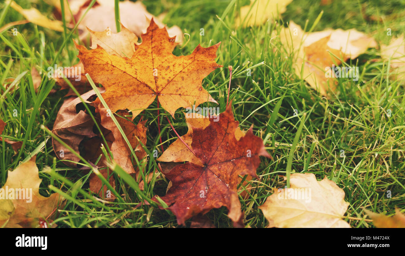 Autunno foglie di acero in erba Foto Stock