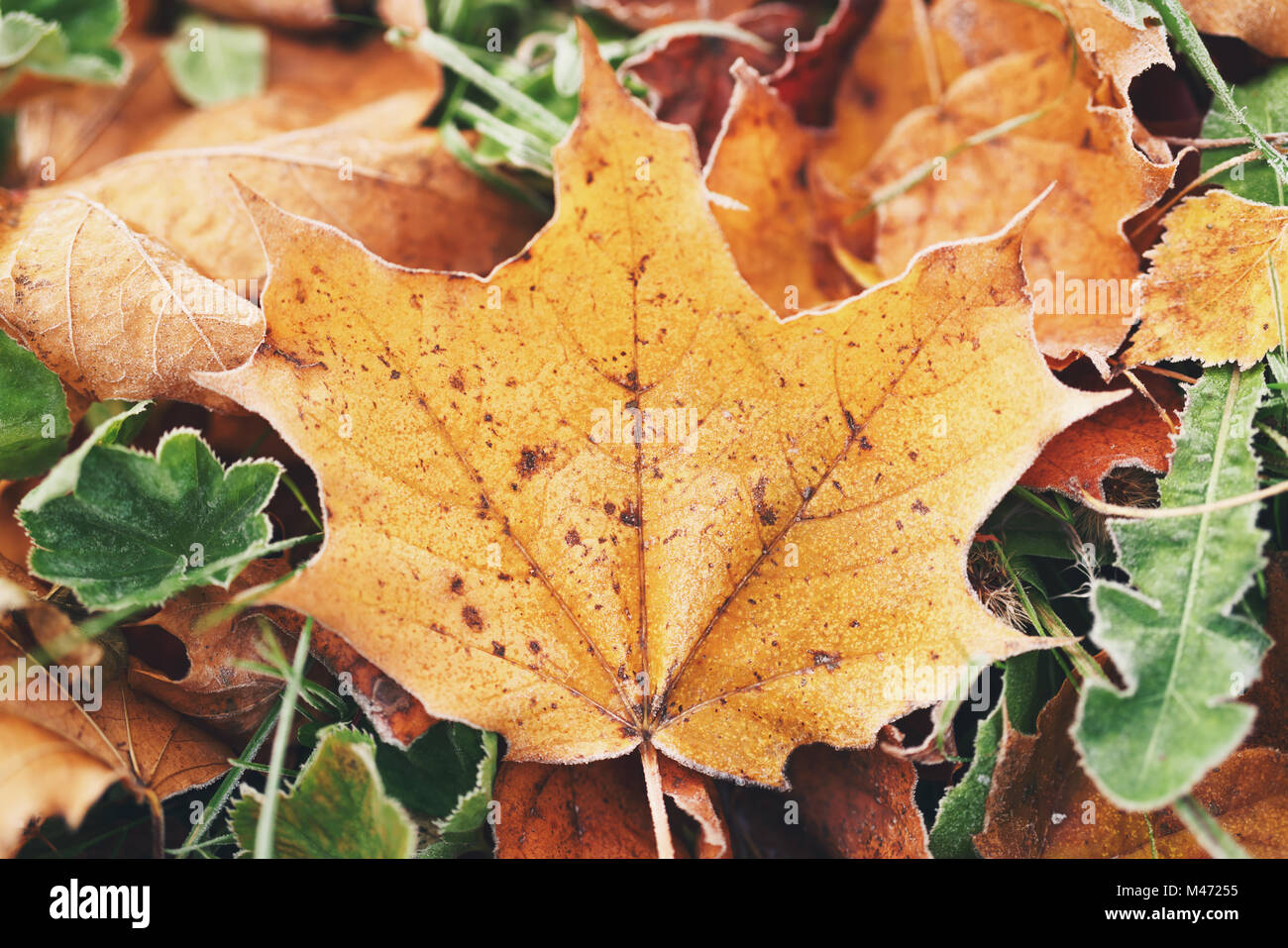 Autunno foglie di acero in erba Foto Stock