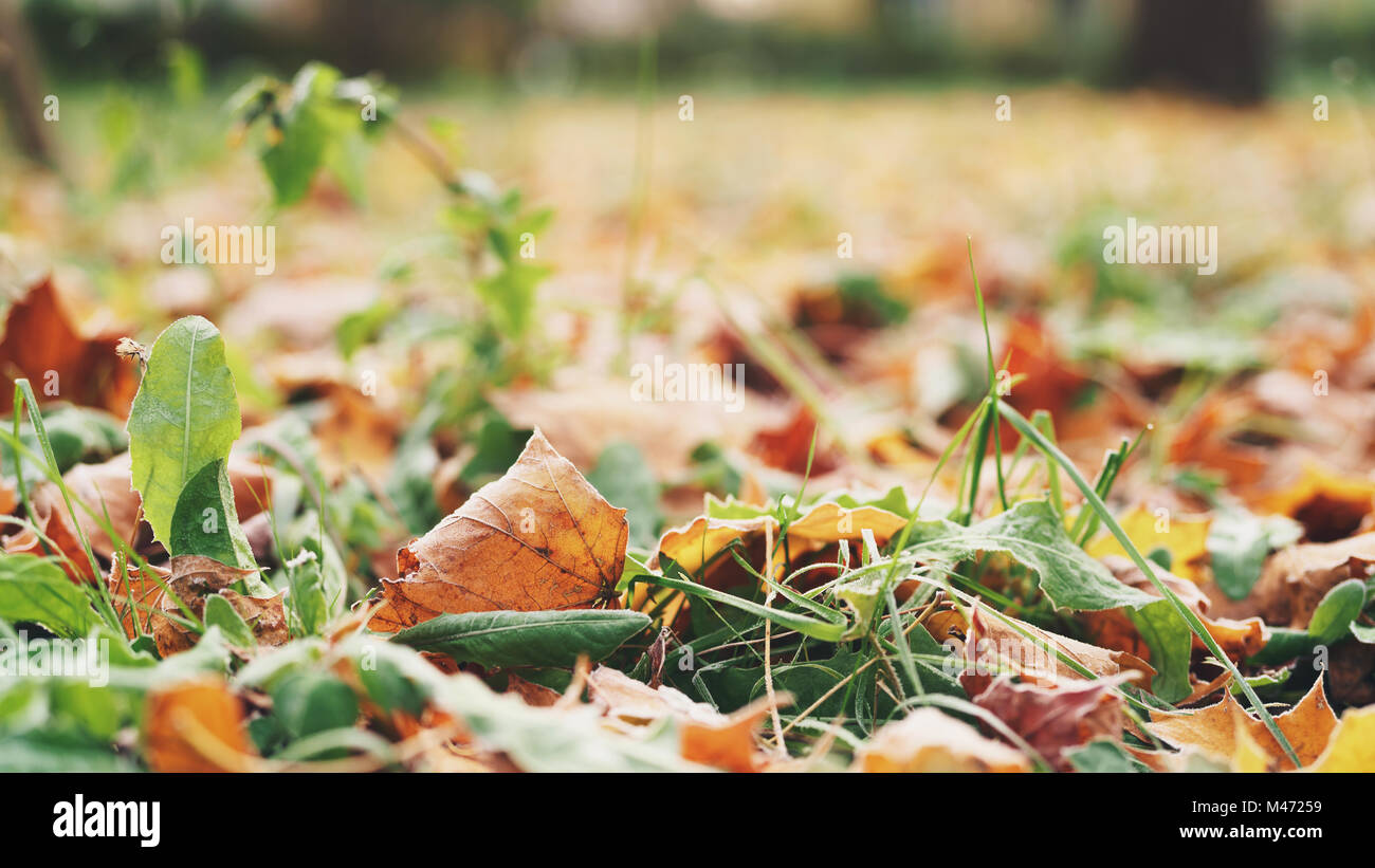 Autunno foglie di acero in erba Foto Stock