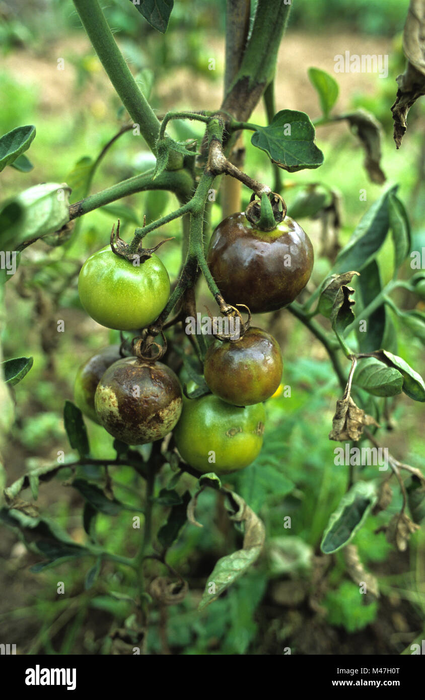Pomodori malate causata dal fungo Phytophthora infestans in un giardino a Slough Inghilterra Luglio 2007 Foto Stock