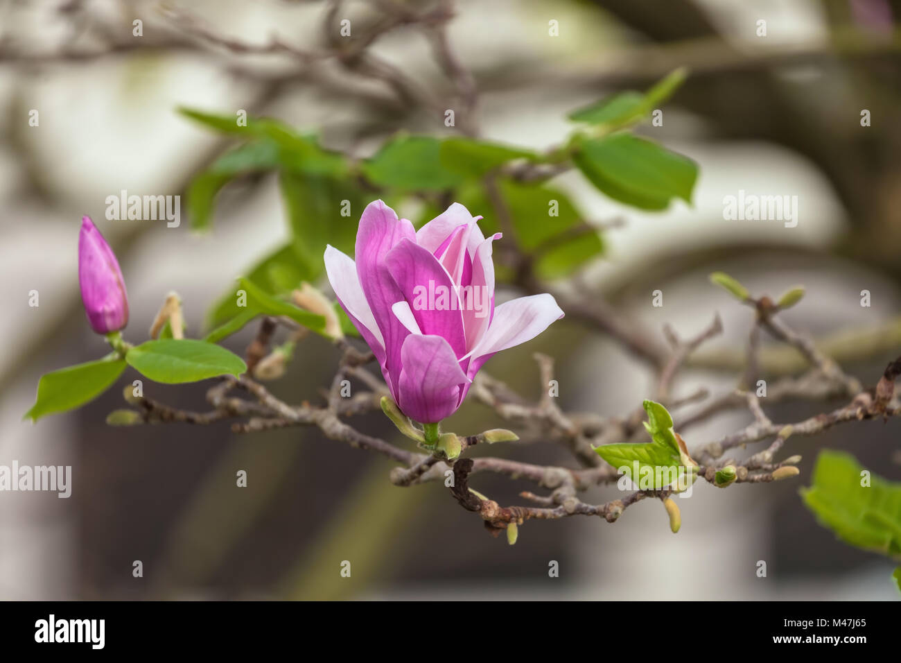 Piattino fiori di magnolia (× Magnolia soulangeana) fiorisce in primavera. Foto Stock