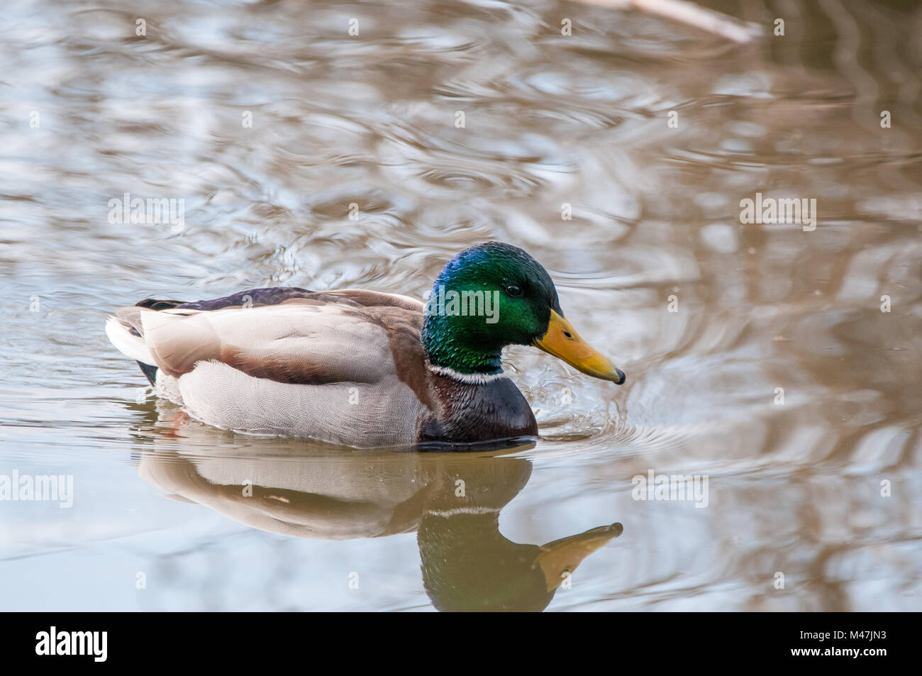 Maschi di anatra selvatica, germano reale, Anas platyrhynchos, nuoto nel lago, Santpedor, Catalogna, Spagna Foto Stock