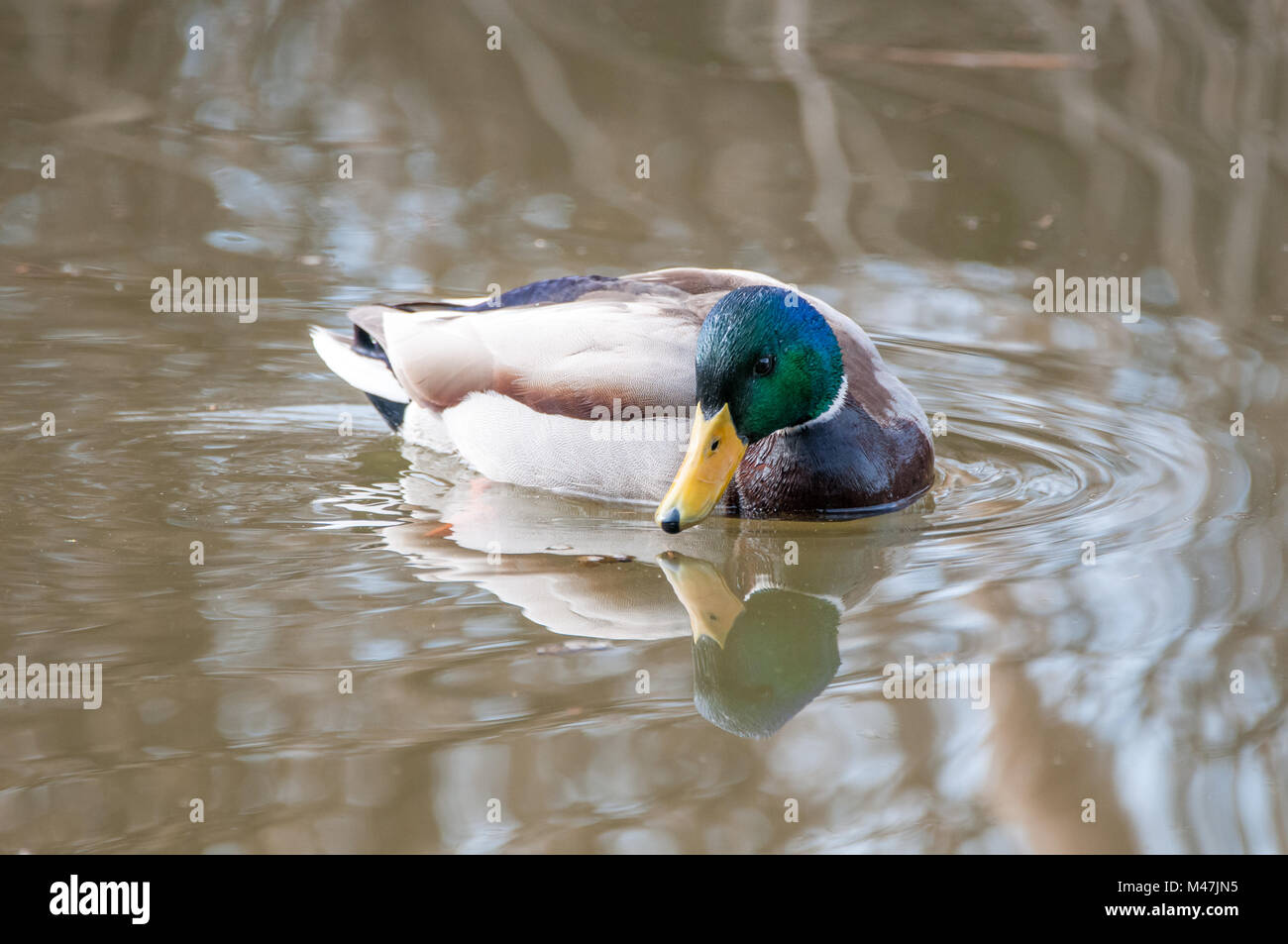 Maschi di anatra selvatica, germano reale, Anas platyrhynchos, nuoto nel lago, Santpedor, Catalogna, Spagna Foto Stock