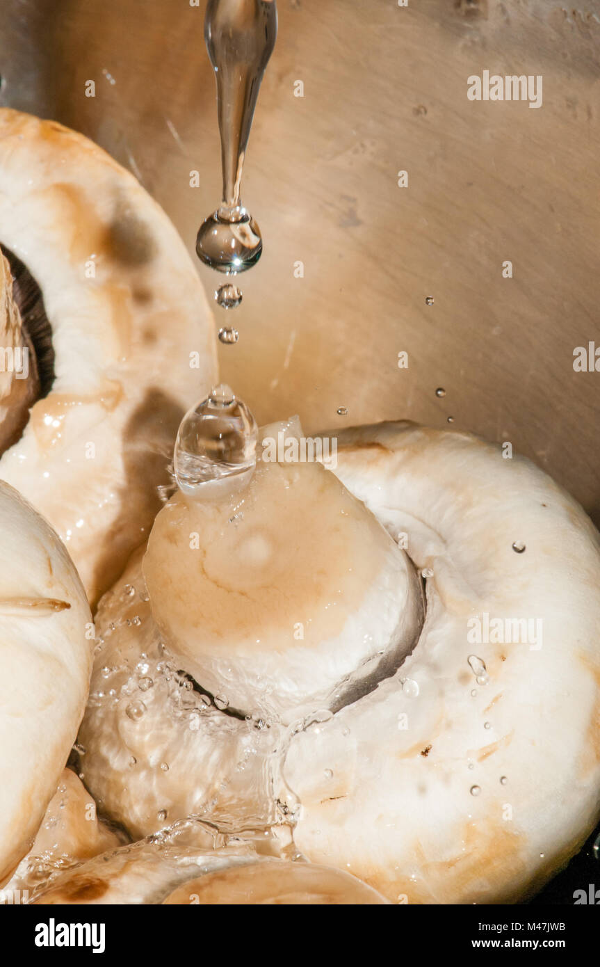 Lavare gli champignon, Agaricus bisporus Foto Stock