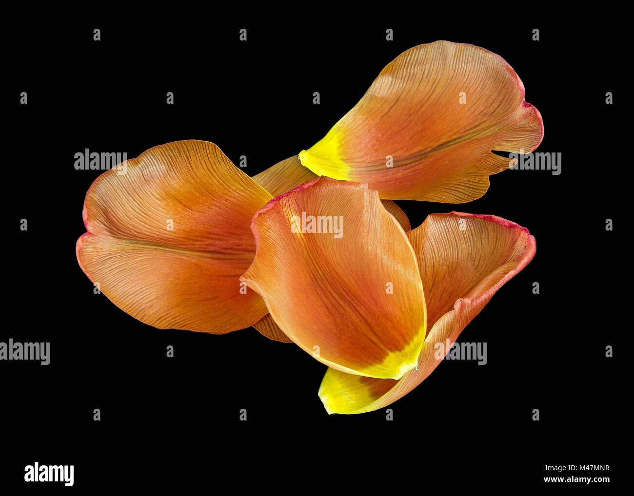 Quattro di arancione e giallo separato colorati petali di un tulipano Foto Stock