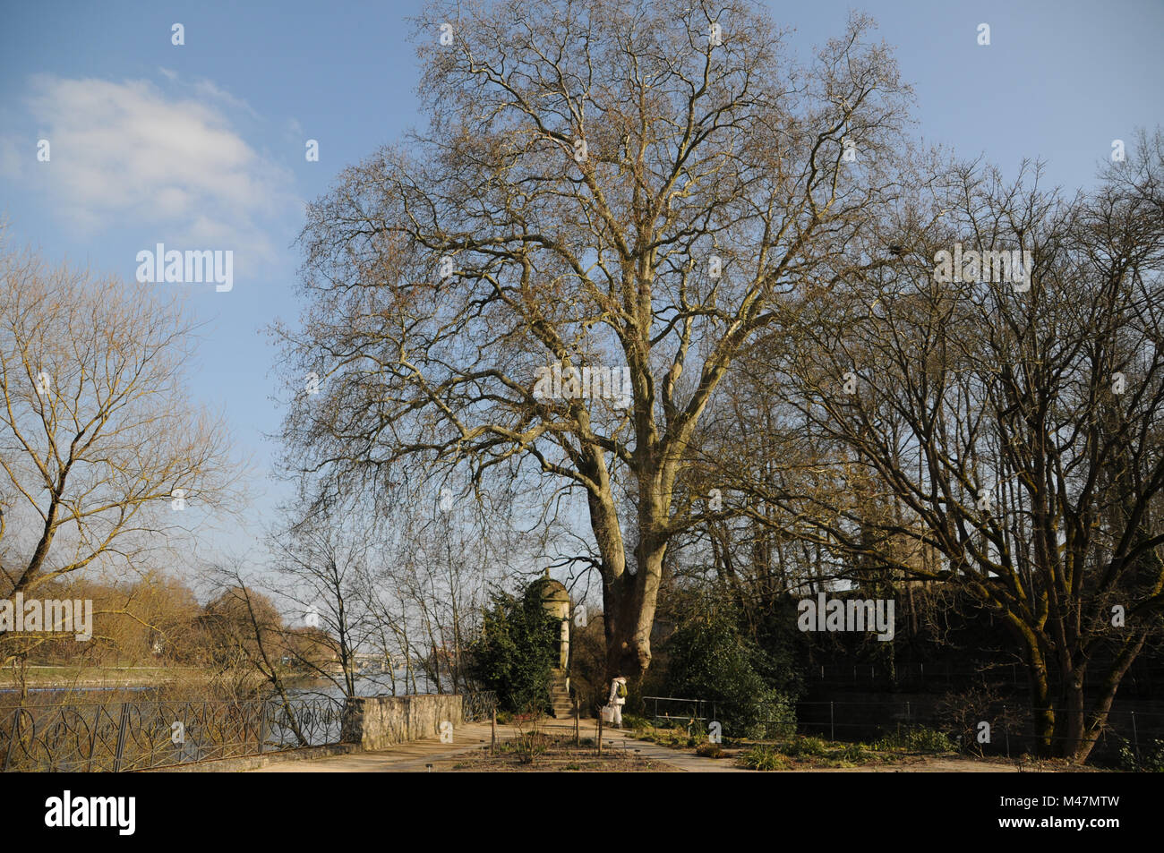 Platanus acerifolia, albero piano, grande vecchio albero Foto Stock