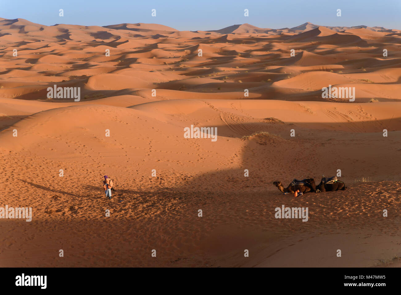 Cammelli a le dune, Marocco Sahara Foto Stock