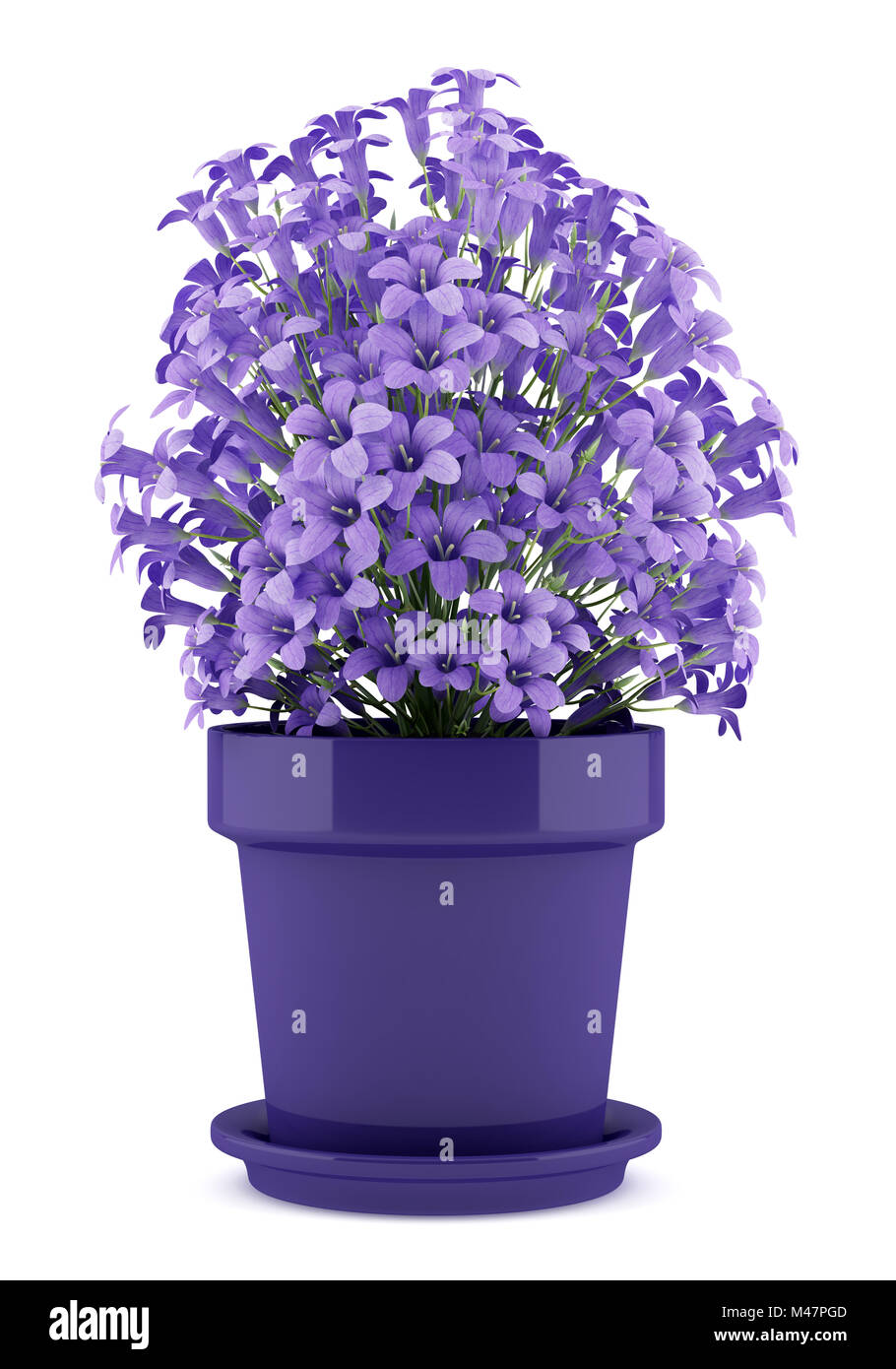 Fiori viola nel recipiente isolato su sfondo bianco Foto Stock