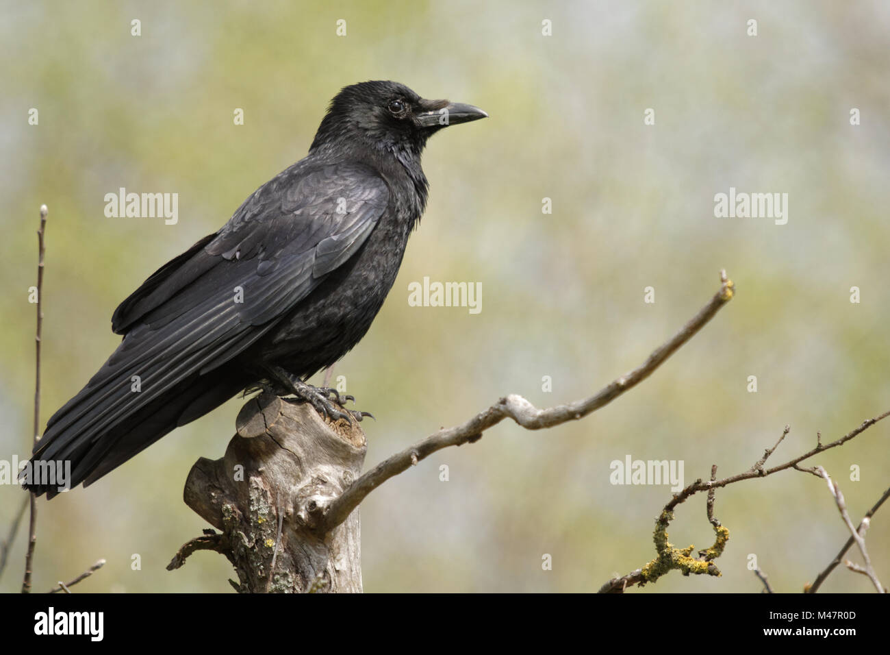 Raven comune seduto su una struttura ad albero Foto Stock