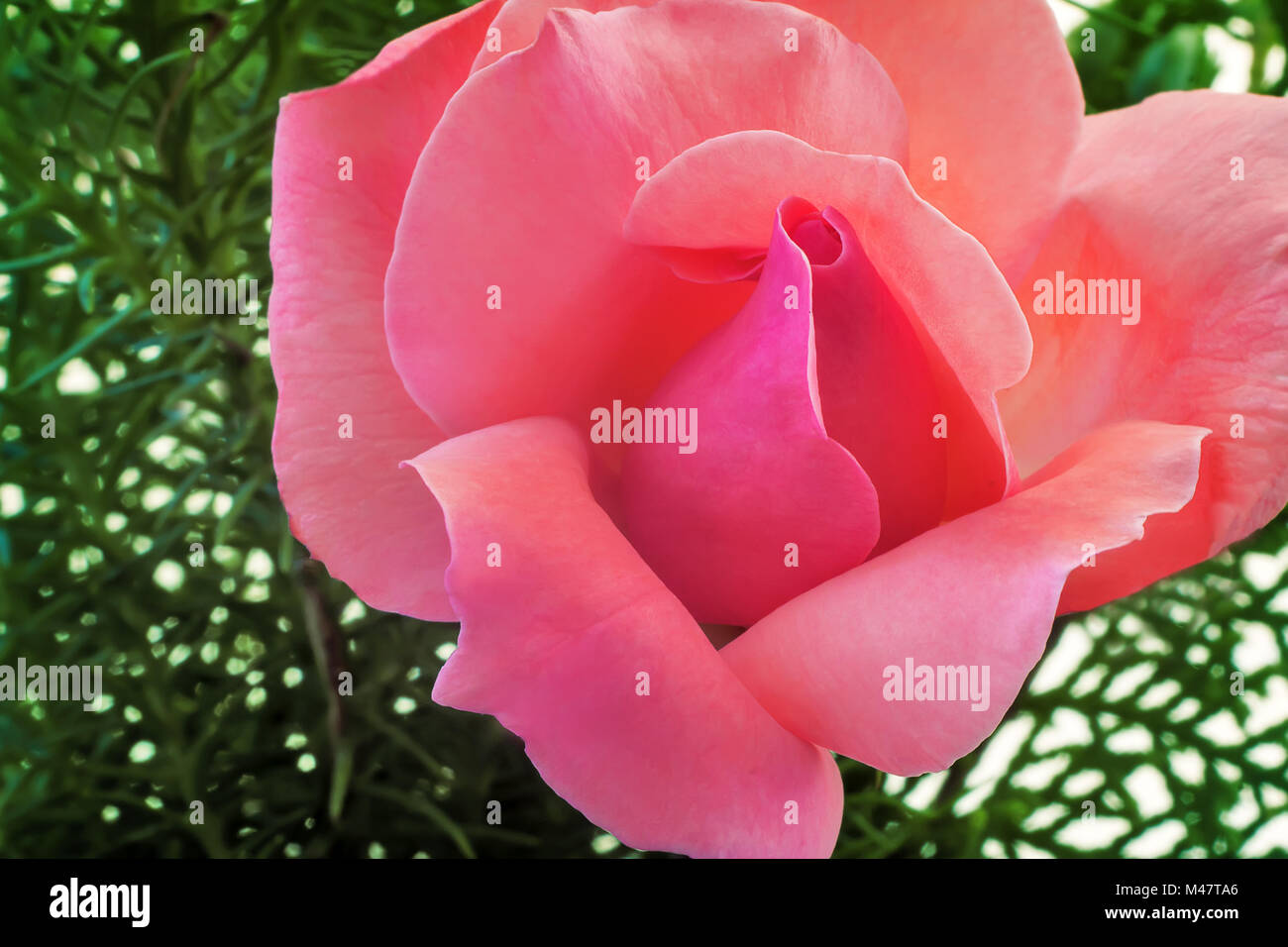 Bella rosa in fiore su uno sfondo di foglie verdi Foto Stock